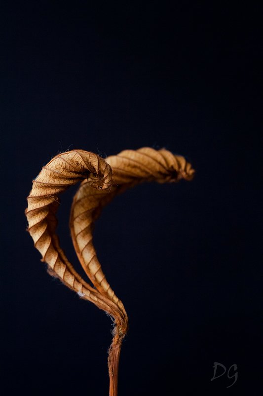 каштан, лист, макро, природа, фон, лето, сухой, макромир,  ***photo preview