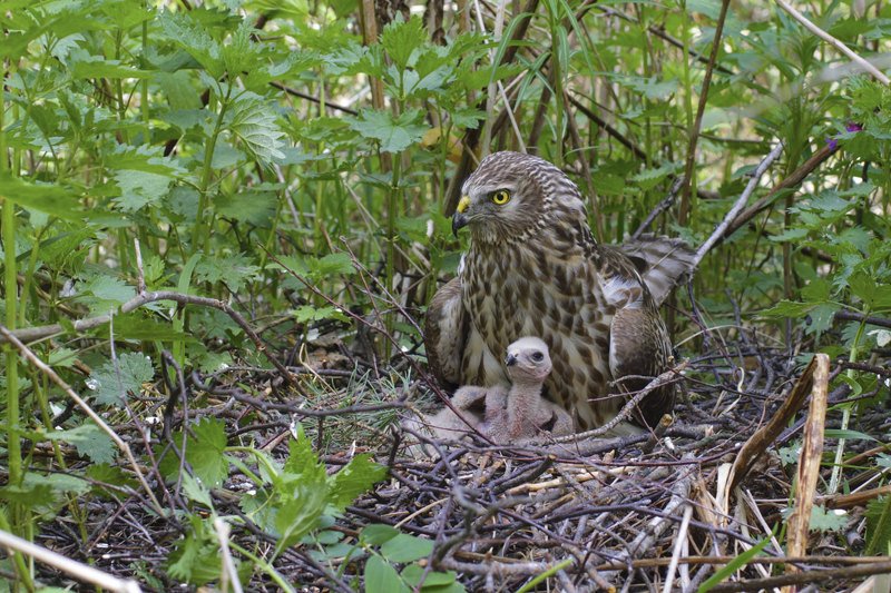 Про гнездоphoto preview