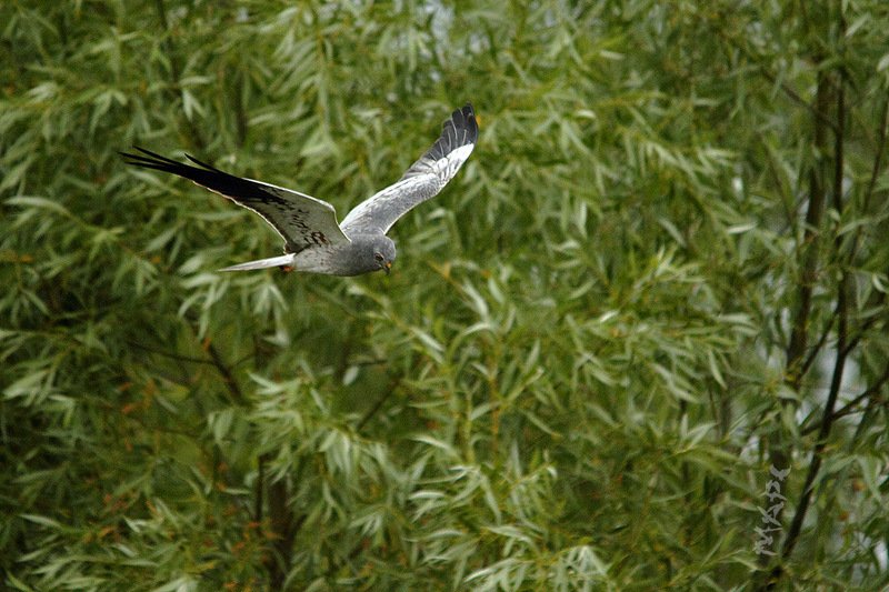 животные птицы полевой лунь июнь Полет Луняphoto preview