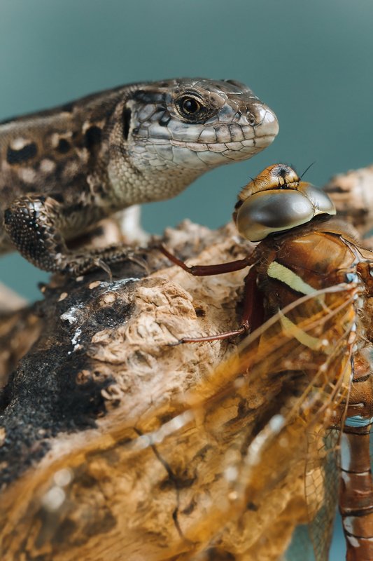 ящерица, стрекоза, животные, макро Давай знакомиться!photo preview