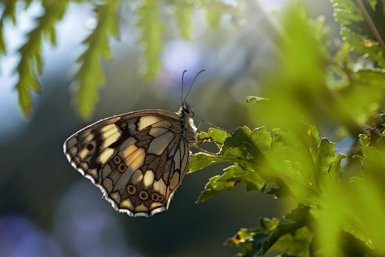 бабочка,лист,трава,солнце,крылья,свет,блик,цветок, Юрий Котов