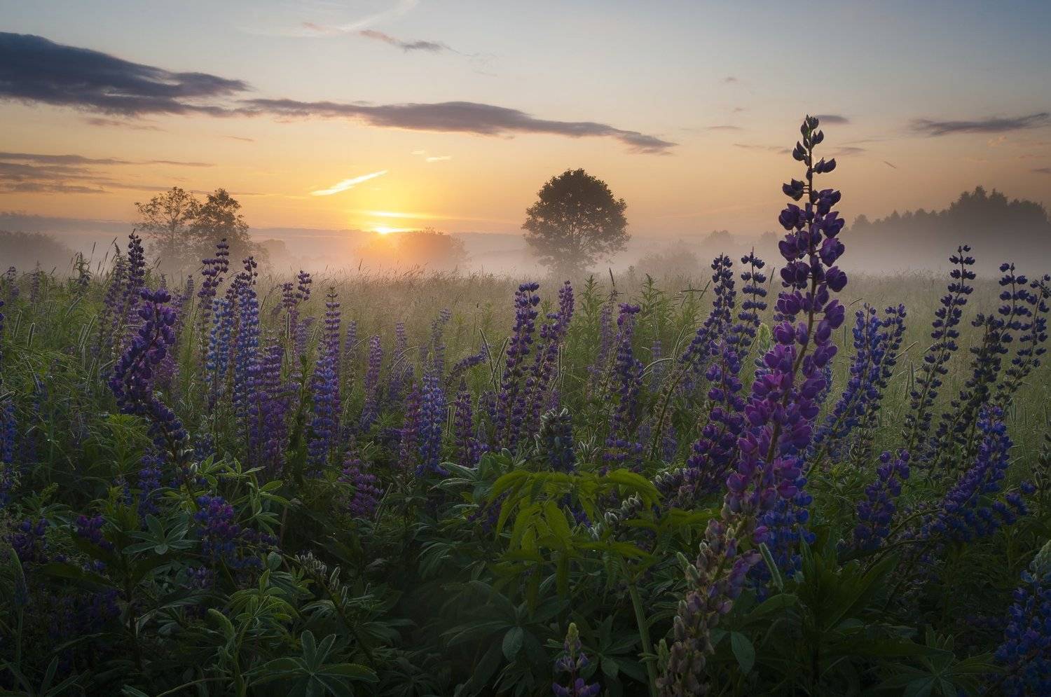 лето, пейзаж, рассвет, природа, утро, туман, Александр Кыров