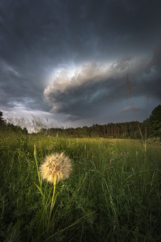 storm sky clouds wildflower meadow Podlasie Poland mood Pooh in trouble...photo preview