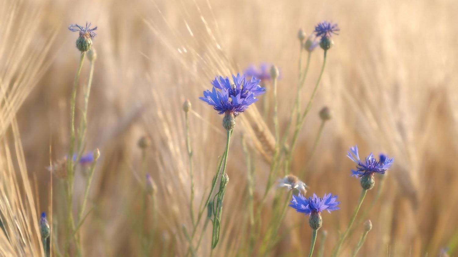 , Alexander Plekhanov