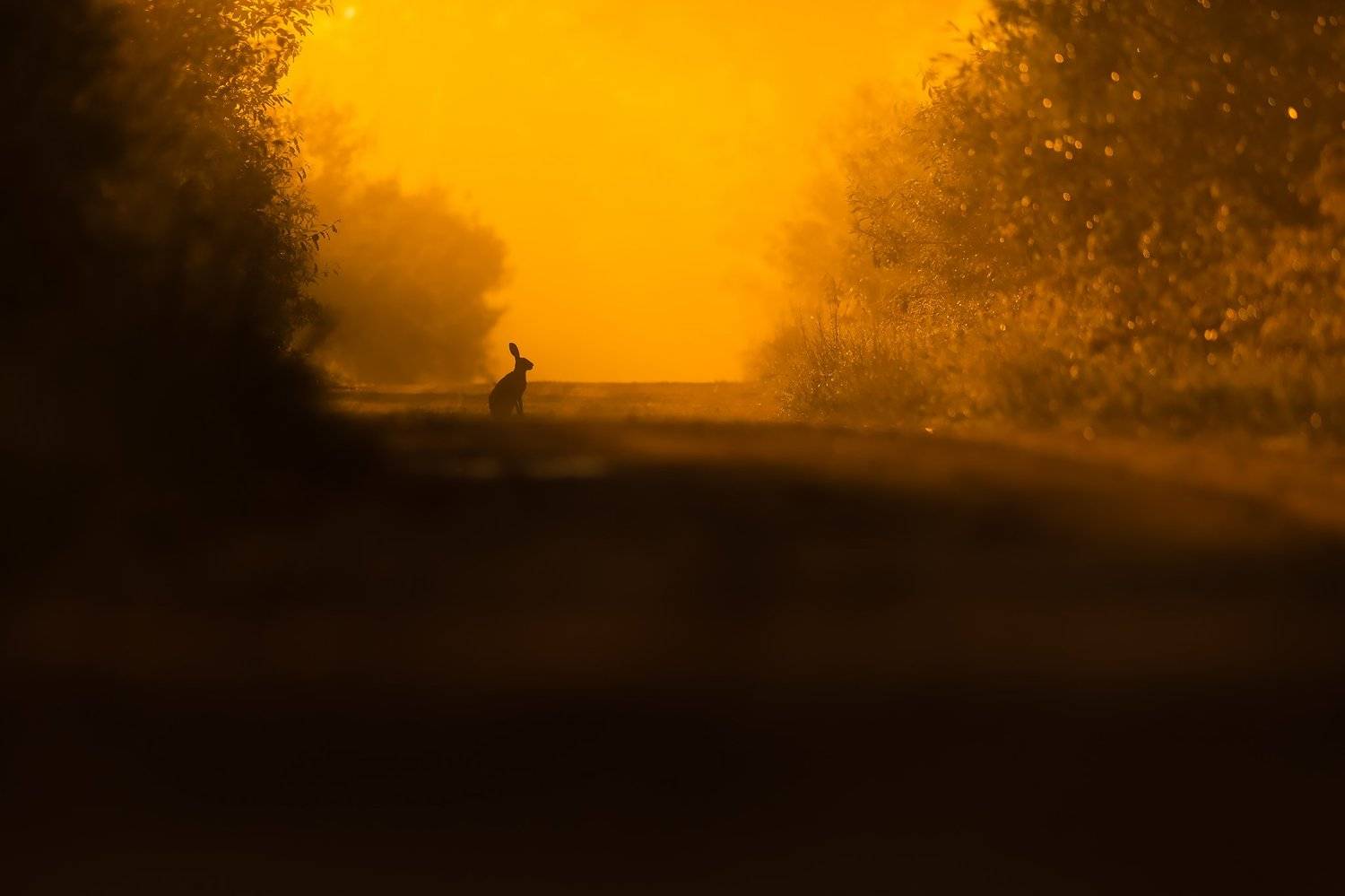 , Łukasz Sok&oacute;ł