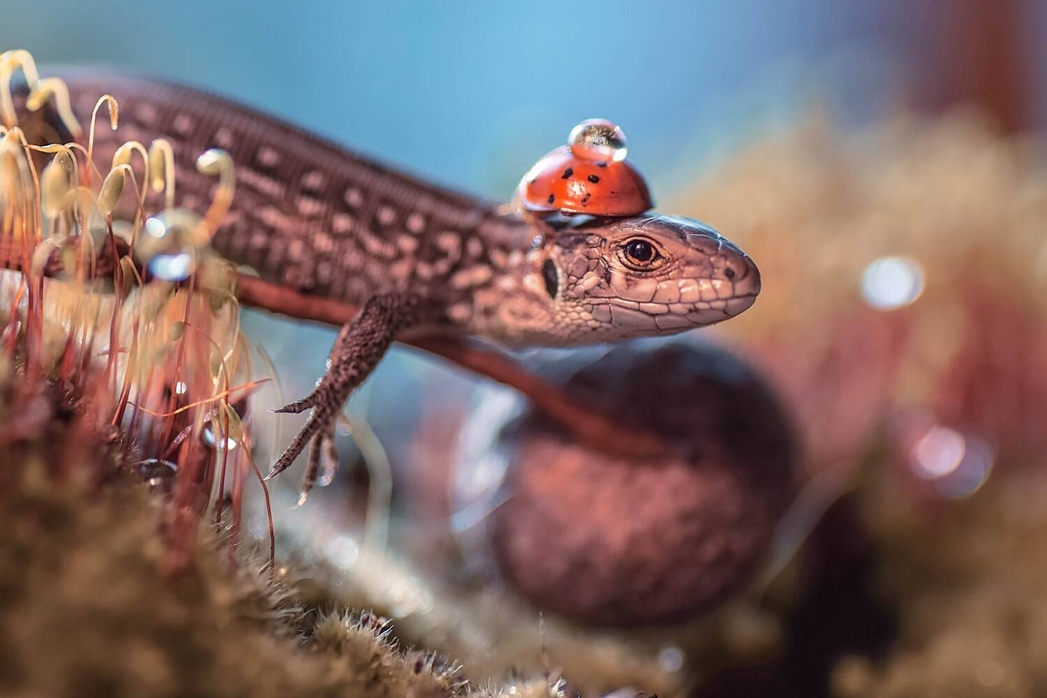 В красну шапочку одета. Автор: Лапшина Владлена , Лапшина Владлена
