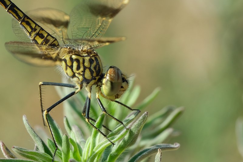 macro ***photo preview