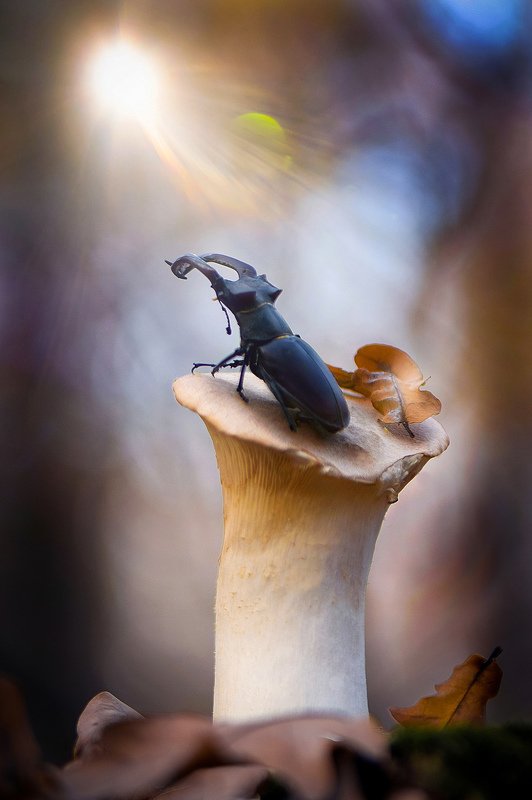 макро, макро фото, жук-олень, жуки, насекомые, вчувствование, макро истории, насекомые, Навстречуphoto preview