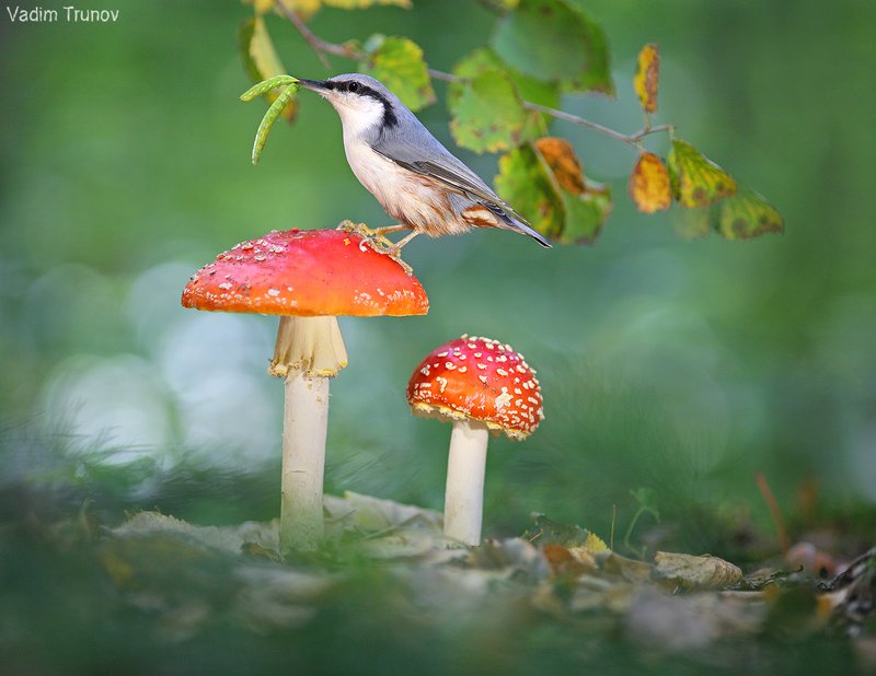 *** фото превью