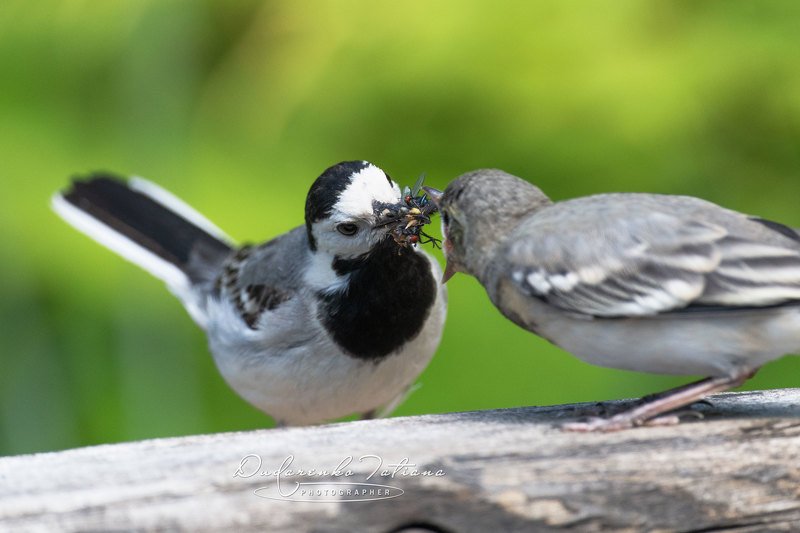 birdswatching, птицы. Червячок за папу, муху за маму...photo preview