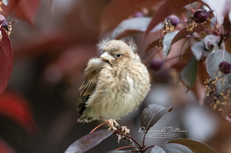 birdswatching, птицы. Когда стилисты на карантине.photo preview