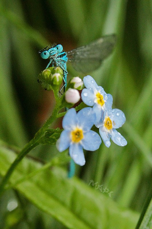животные насекомые стрекоза цветы незабудка Всем привет!photo preview
