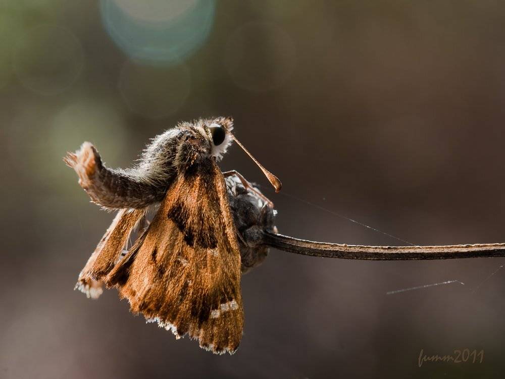 УТРАЧЕННЫЕ ИЛЛЮЗИИ.. Автор: Игорь ФУММ , Игорь ФУММ