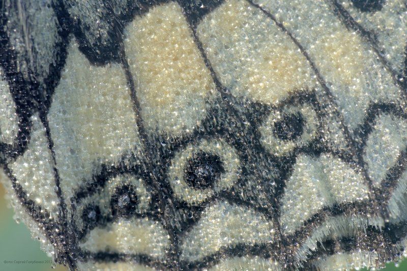 Чешуйкиphoto preview