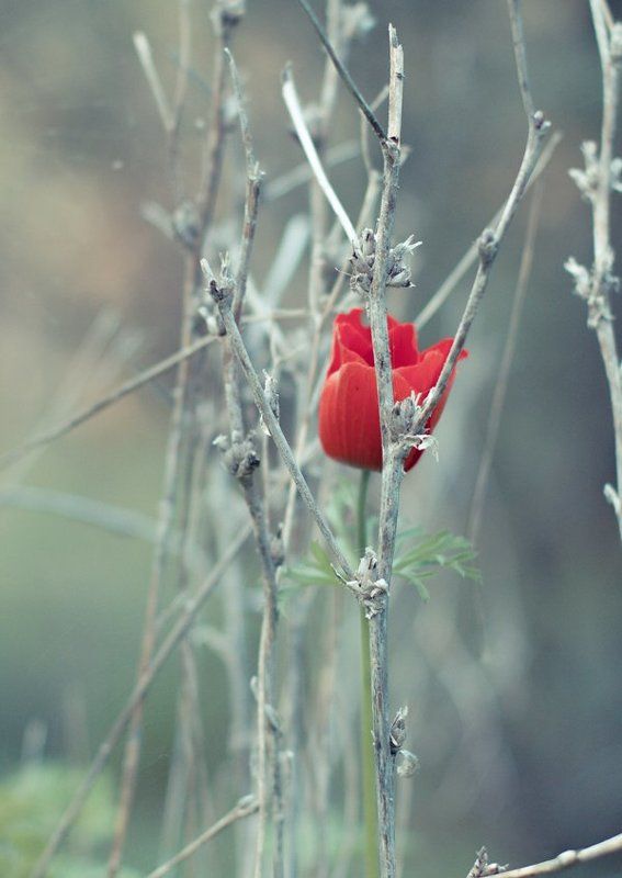 Одиночество.photo preview