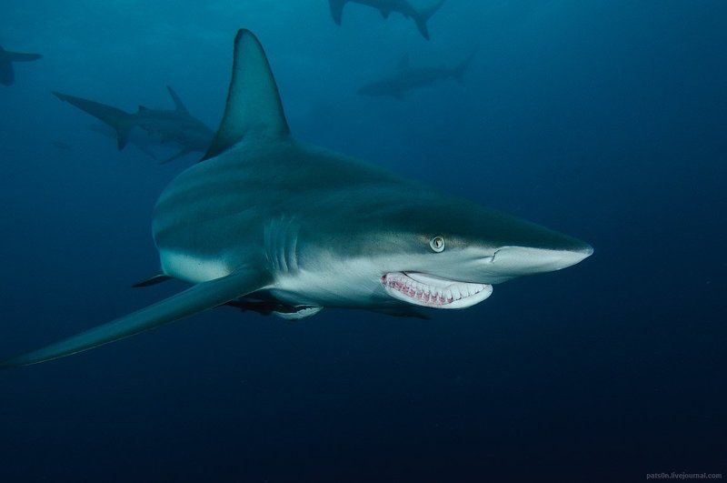 the characterphoto preview