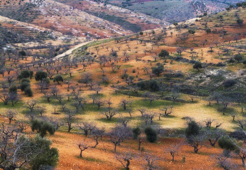 Фисташковый рай.photo preview