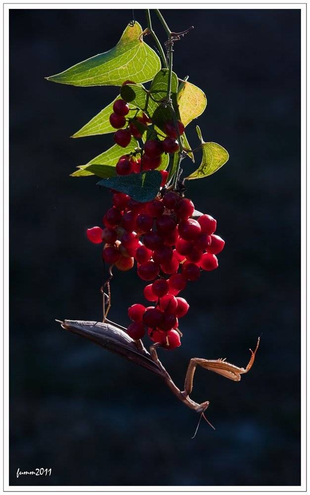 СОЛНЕЧНЫЙ БОГОМОЛ... Автор: Игорь ФУММ , Игорь ФУММ