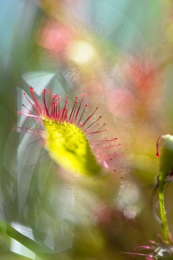 макро, растения, природа, цветы, wildlife, plant, macro росянка, хищник, капли, абстракция, Илья Гомыранов