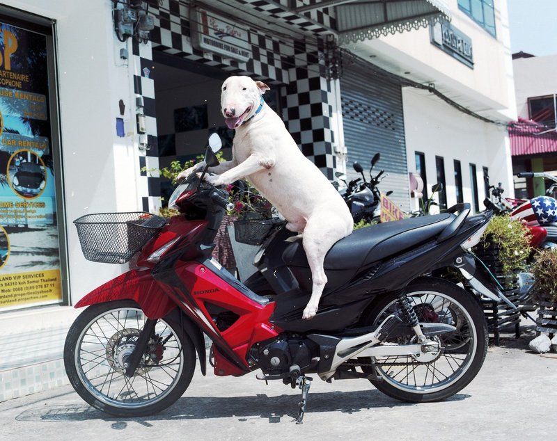 Байки Островаphoto preview