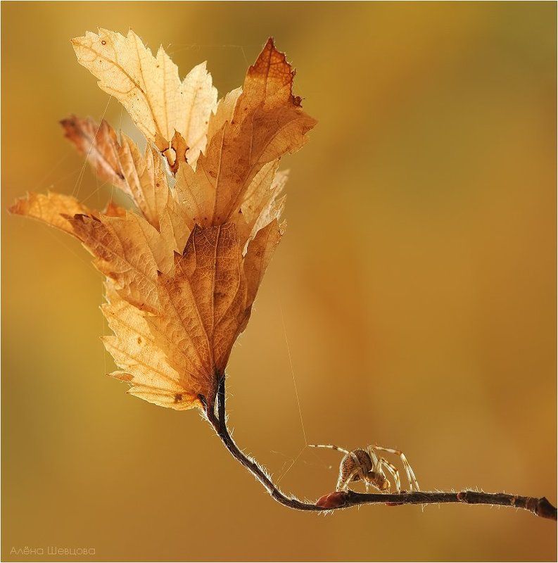 Осенние зарисовкиphoto preview