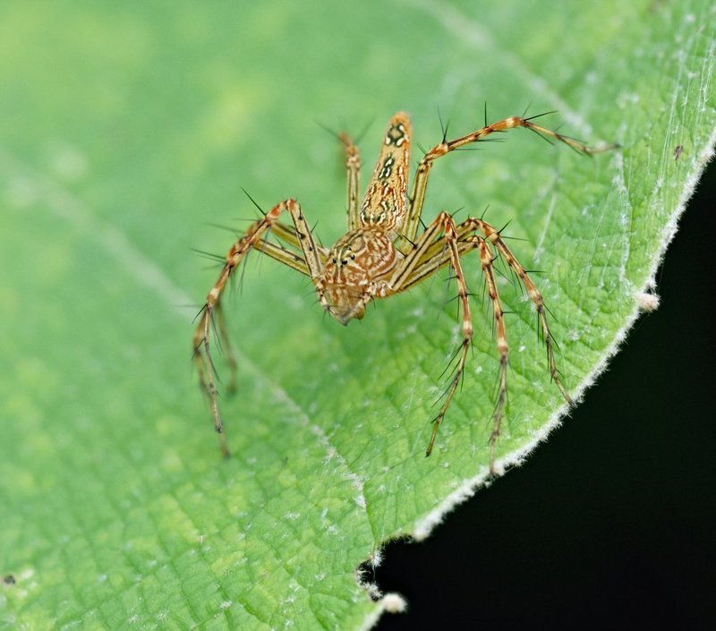 macro, closeup, макро,  gnilenkov ***photo preview