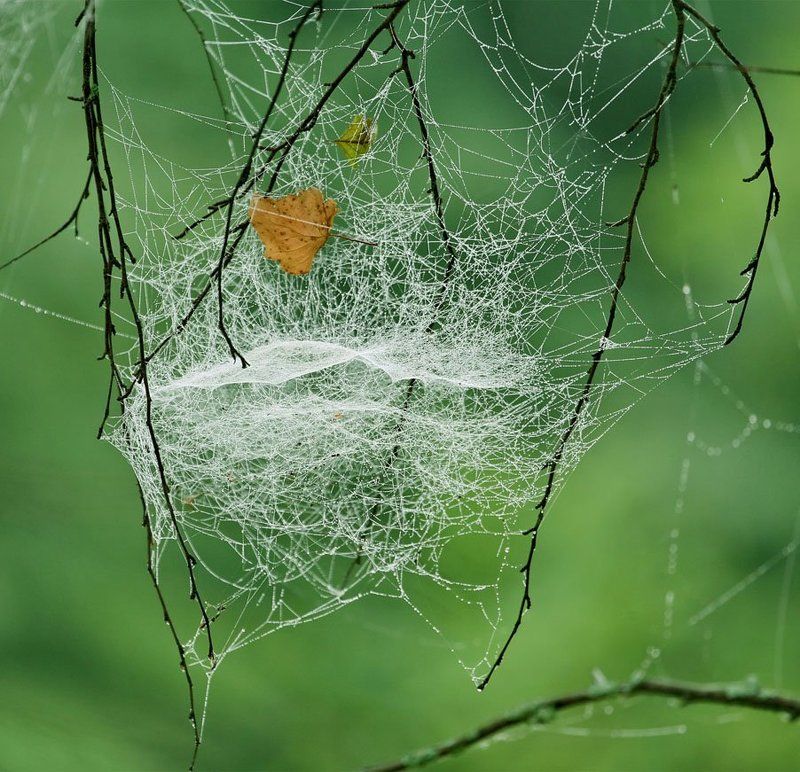 Осеннее гнездоphoto preview