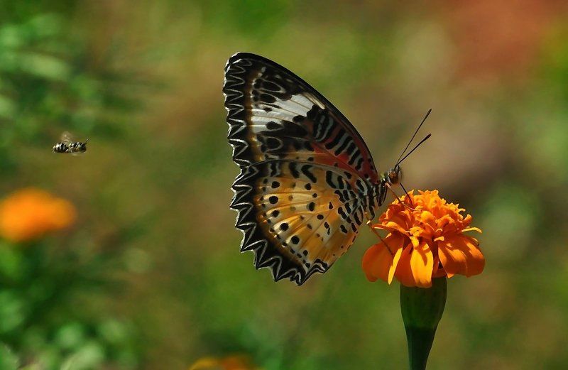 Атакphoto preview