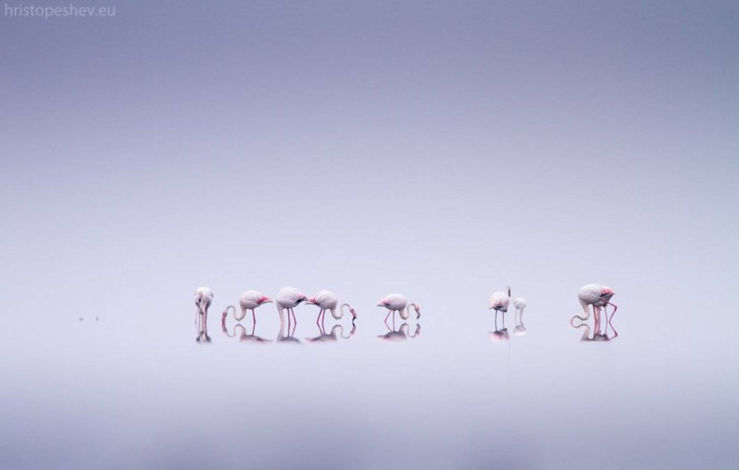 , Христо Пешев