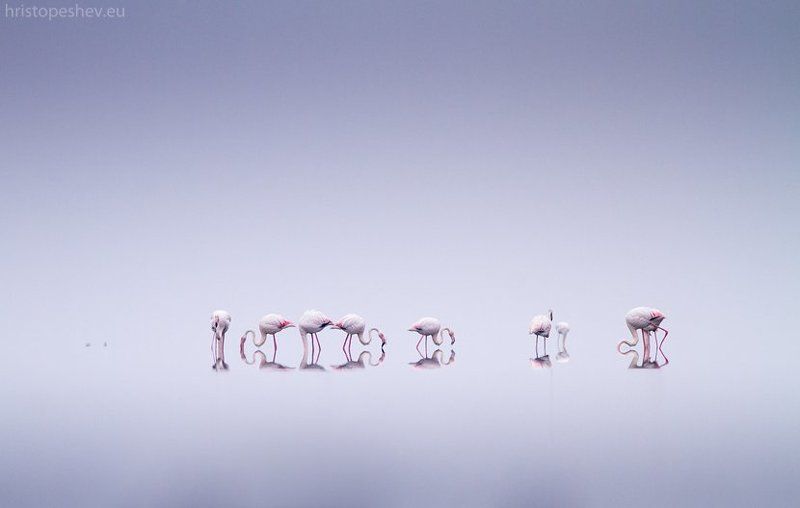 Flamingophoto preview