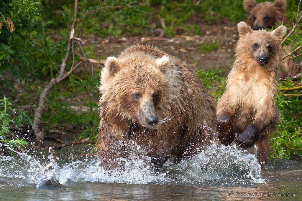 Рыбка плавает по дну, не поймаешь не одну.. Автор: Сергей Краснощёков , Сергей Краснощёков