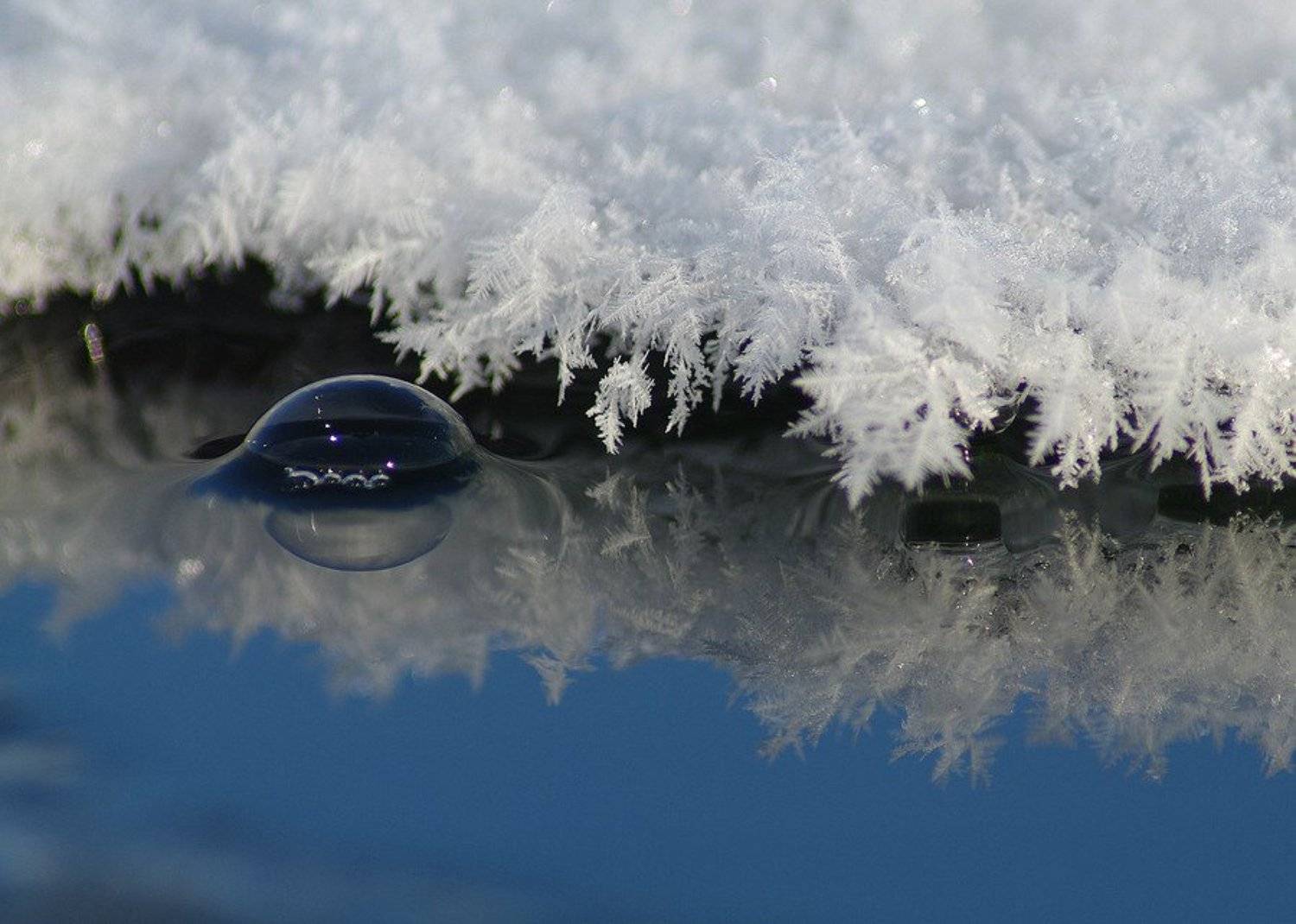 пузырь, болото, иней, Максим Негода