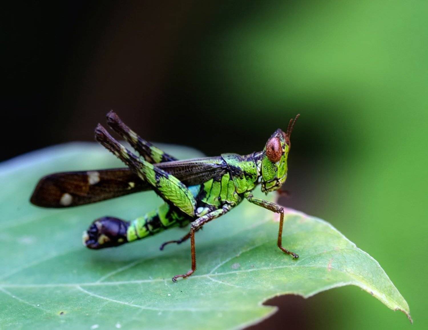 ***. Автор: Alexey Gnilenkov macro, closeup, макро, gnilenkov, Alexey Gnilenkov