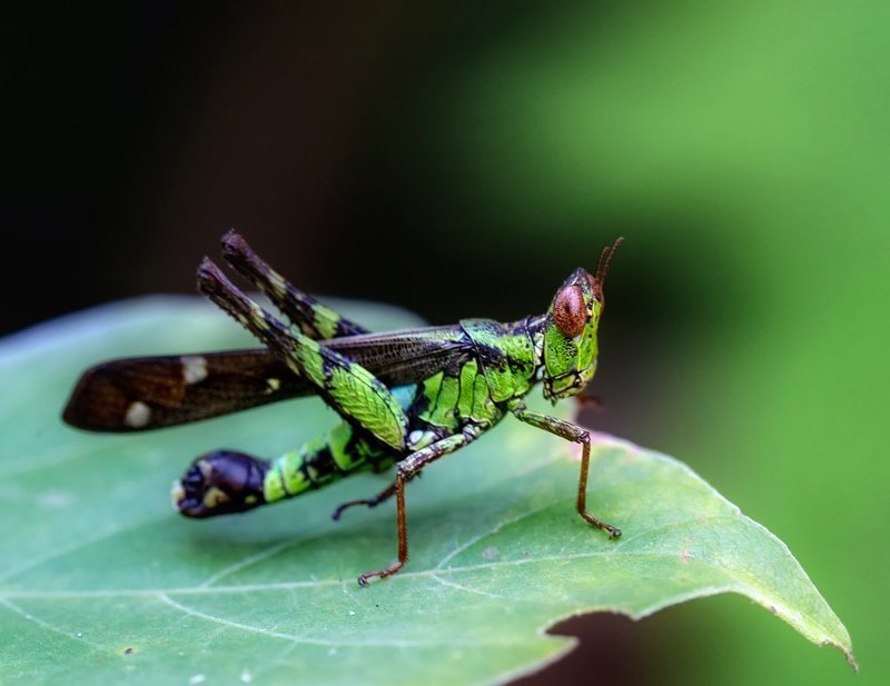 macro, closeup, макро,  gnilenkov ***photo preview