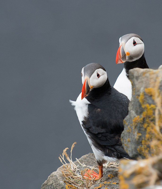 Из жизни паффинов.photo preview