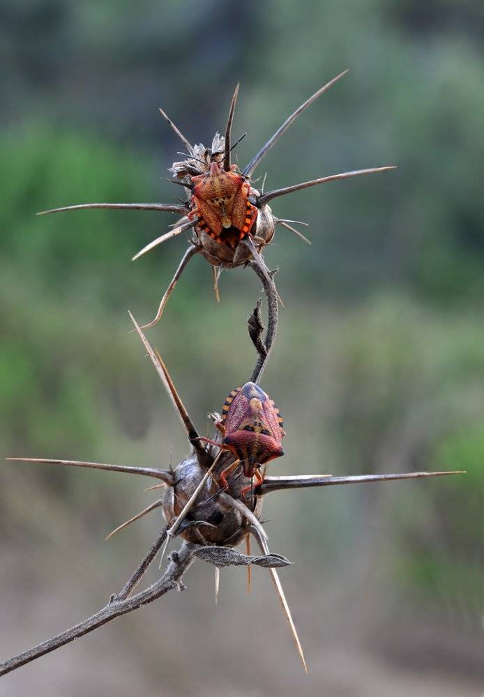 РАЗМОЛВКА.. Автор: Игорь ФУММ , Игорь ФУММ