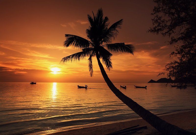 club 26, family garden, island, juliart5, koh tao, palma, summer, sunset, thailand, vint26, Zaporozhenko vitaly & julia Club 26, Sunshine Reggaephoto preview