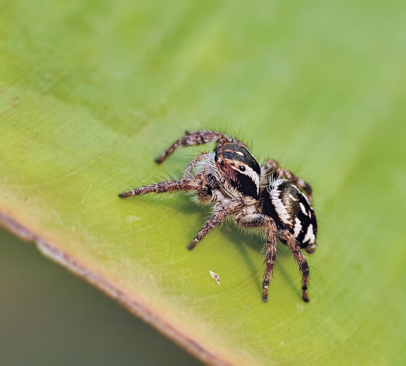 macro, closeup, макро,  gnilenkov ***photo preview