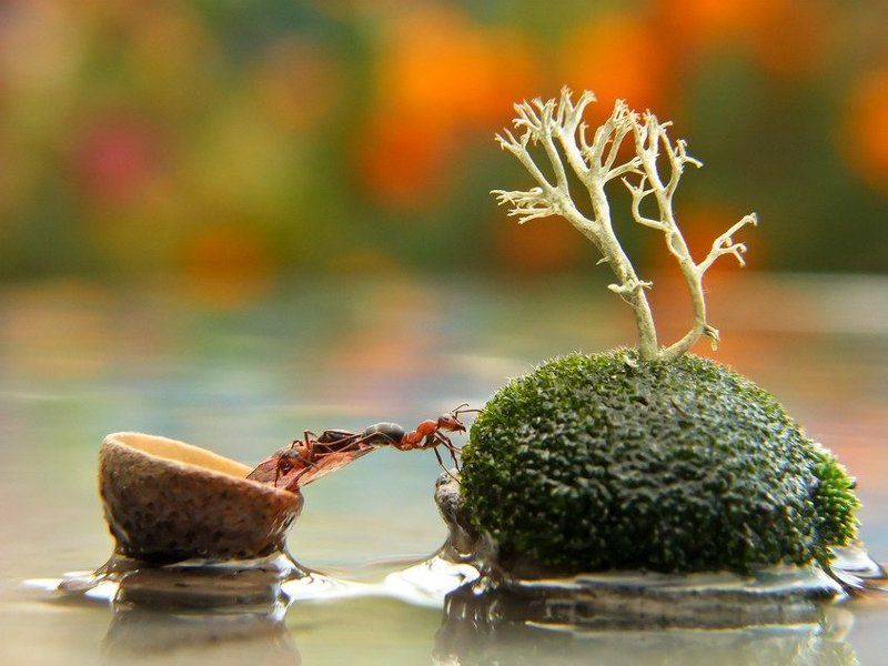 муравей ОСТРОВ НЕВЕЗЕНИЯ В ОКЕАНЕ ЕСТЬ...photo preview