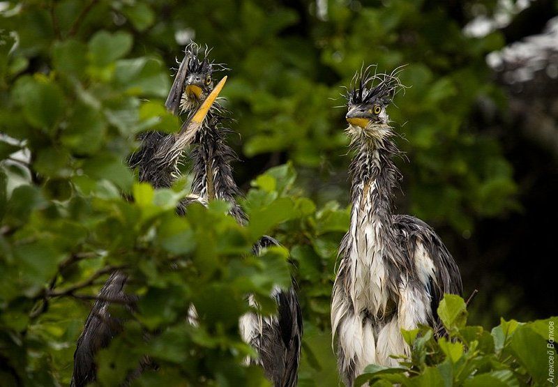 серая цапля, птица, ardea cinerea Пацаны с соседнего двораphoto preview