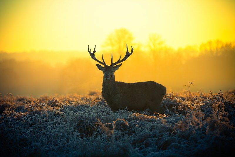 Red deerphoto preview