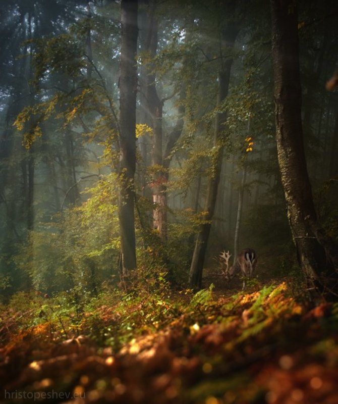 Magical Forestphoto preview