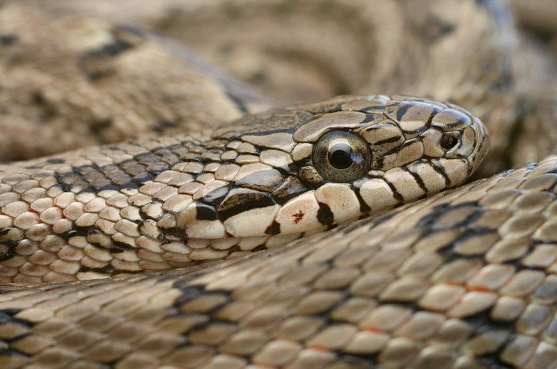 Узорчатый портретphoto preview