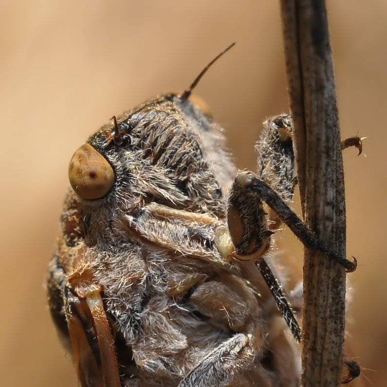 НУ, ПОРТРЕТ ТАК ПОРТРЕТ.ЦИКАДА.. Автор: Игорь ФУММ , Игорь ФУММ