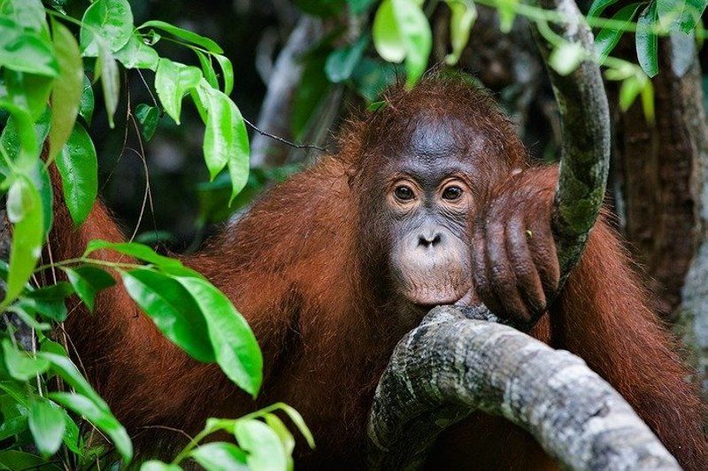 Wurmbiiphoto preview