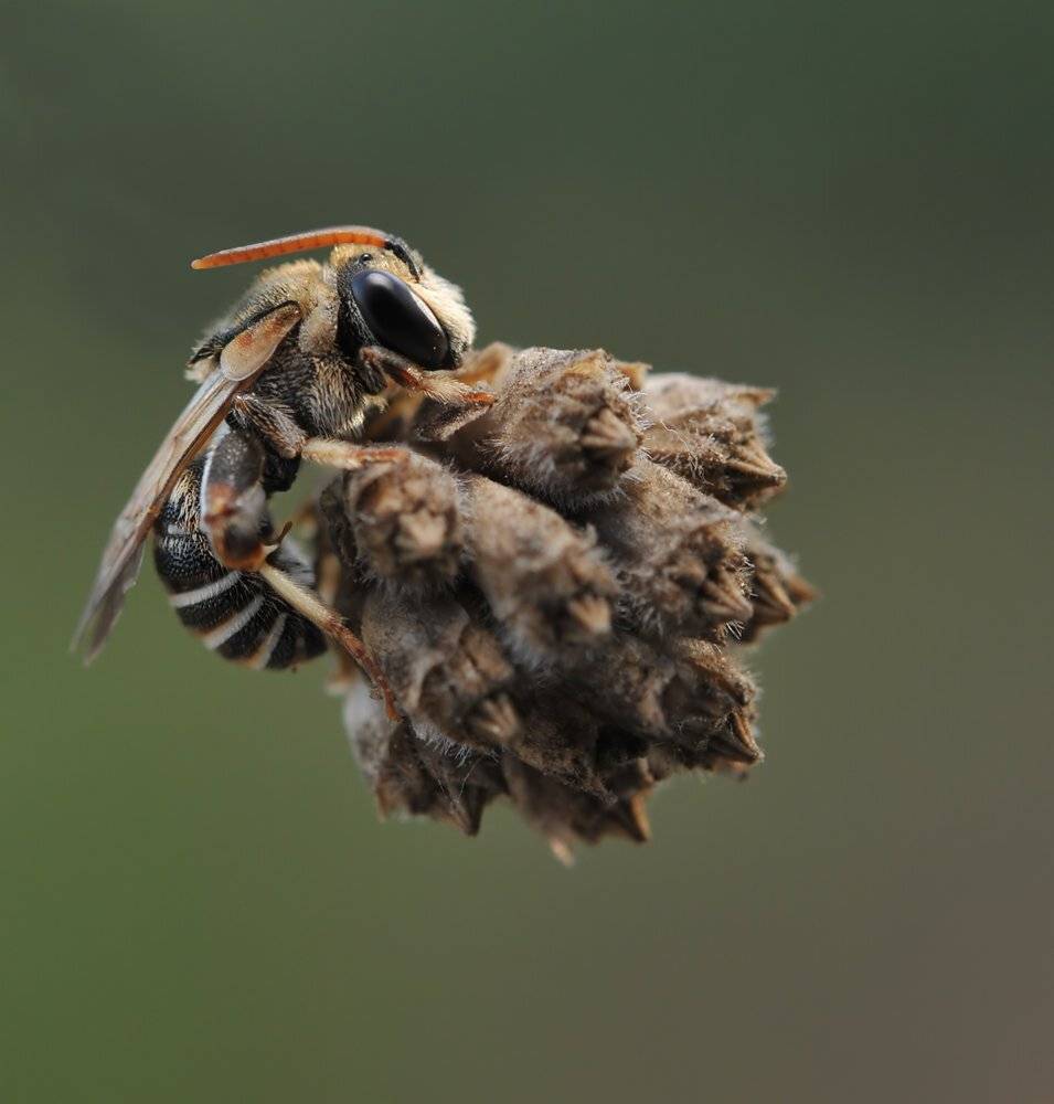 МЮНХАУЗЕН С РАЗДЕЛЯЮЩИМИСЯ БОЕГОЛОВКАМИ.. Автор: Игорь ФУММ , Игорь ФУММ