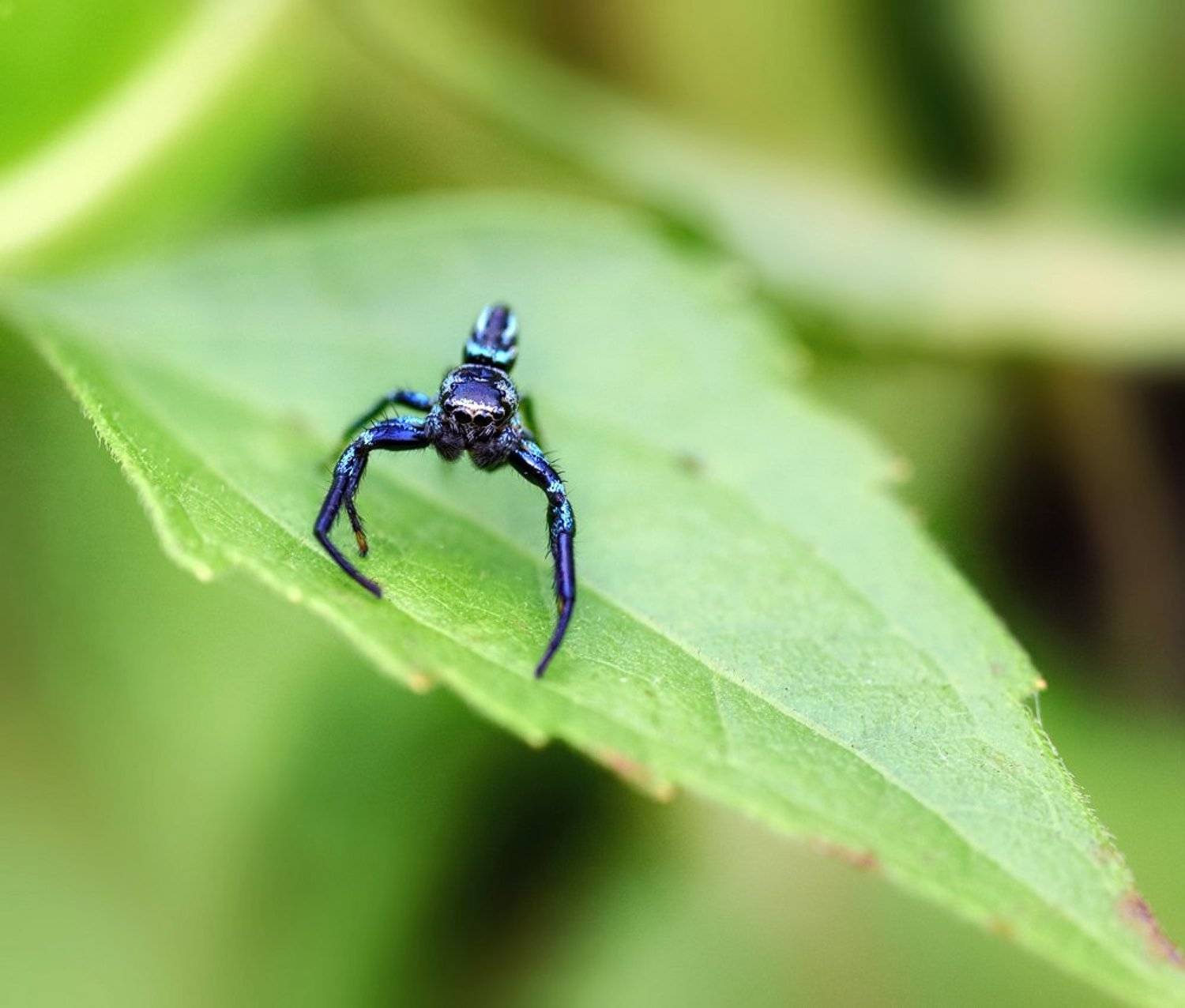 ***. Автор: Alexey Gnilenkov macro, closeup, макро, gnilenkov, Alexey Gnilenkov