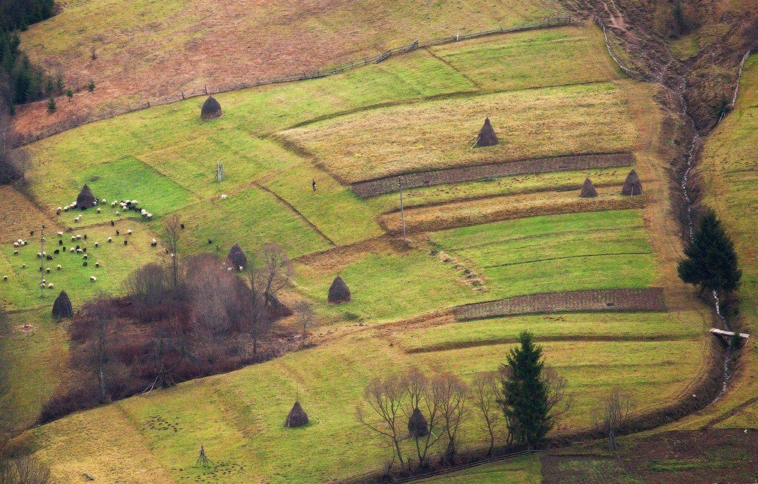 карпаты, осень, овцы, пастух, Андрей Радюк