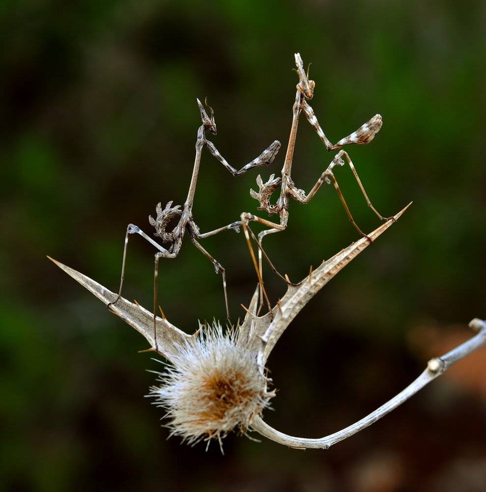 , Игорь ФУММ