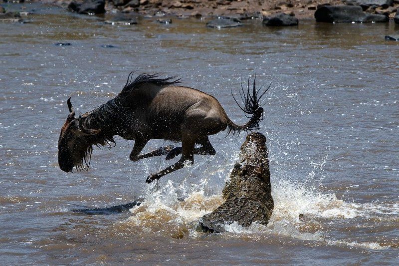на волоске от смертиphoto preview